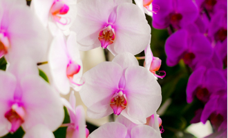 胡蝶蘭について |祝い花、ブライダル、仏花などでお花をお探しなら静岡県富士市の花屋で造花専門店のフラワープラザ花時計